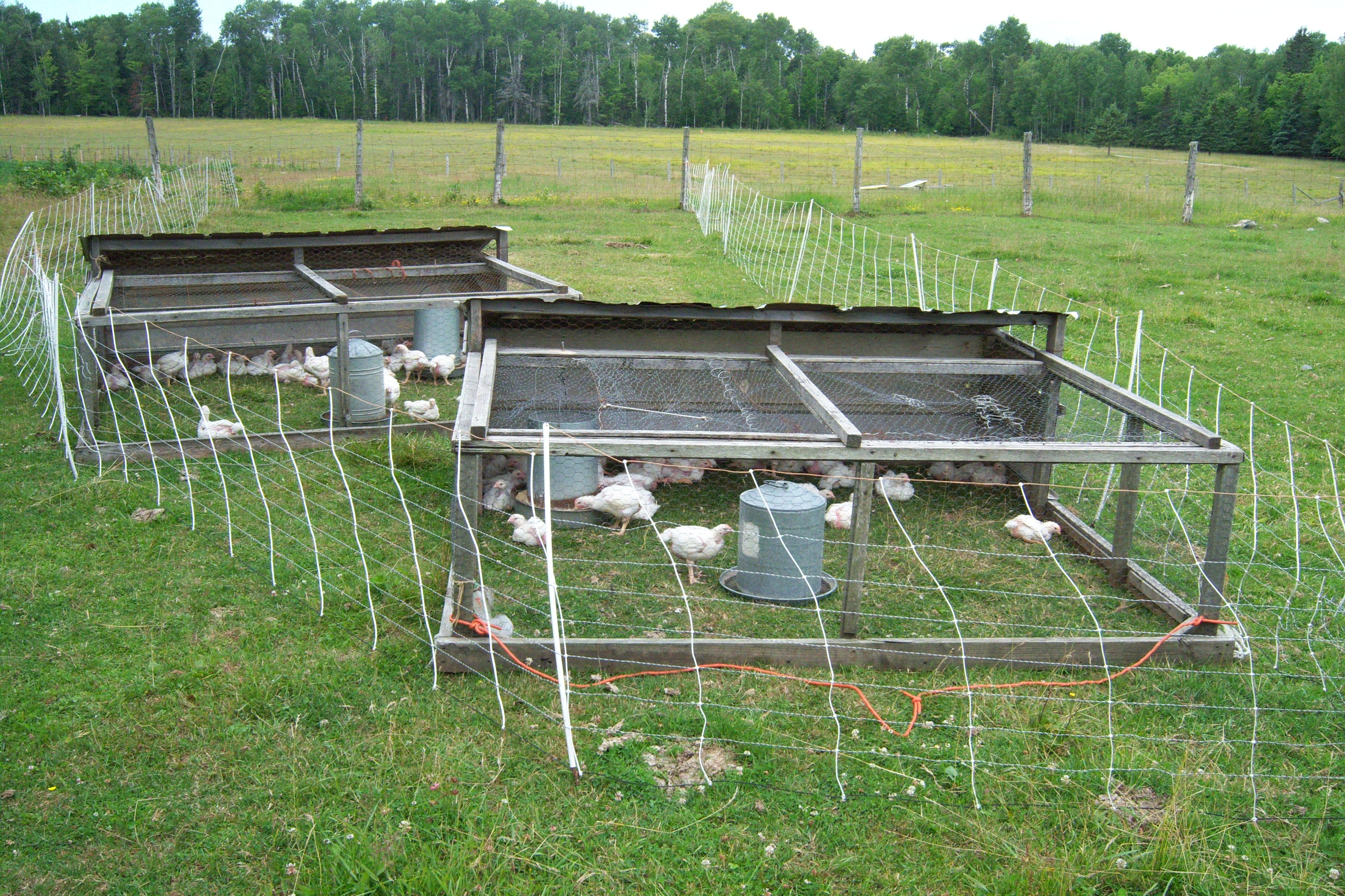 Hens Plans: Knowing Building chicken coop in garage