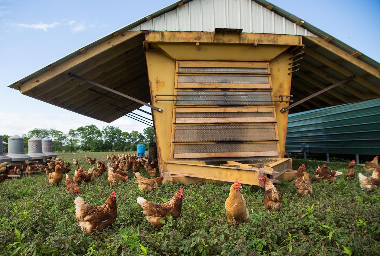 Pastured Poultry Production Manager Job Beginning Farmers