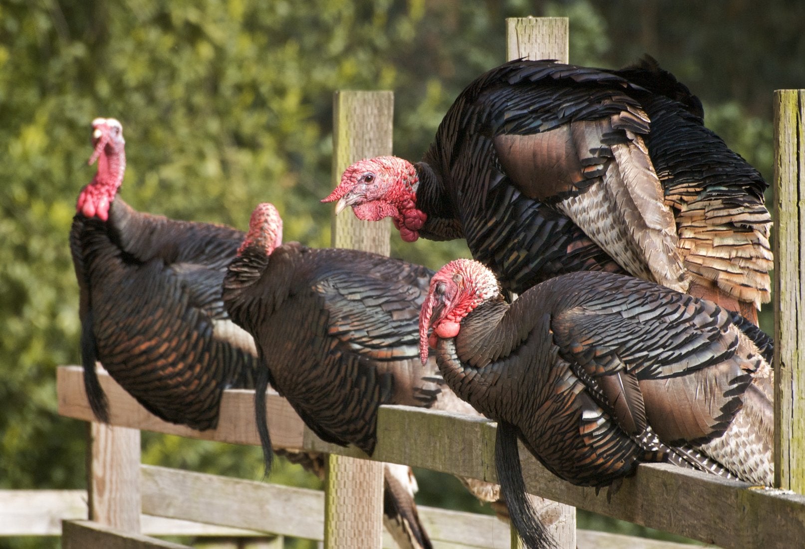 Celebrate Thanksgiving Year Round With Turkeys On The Farm Beginning Farmers