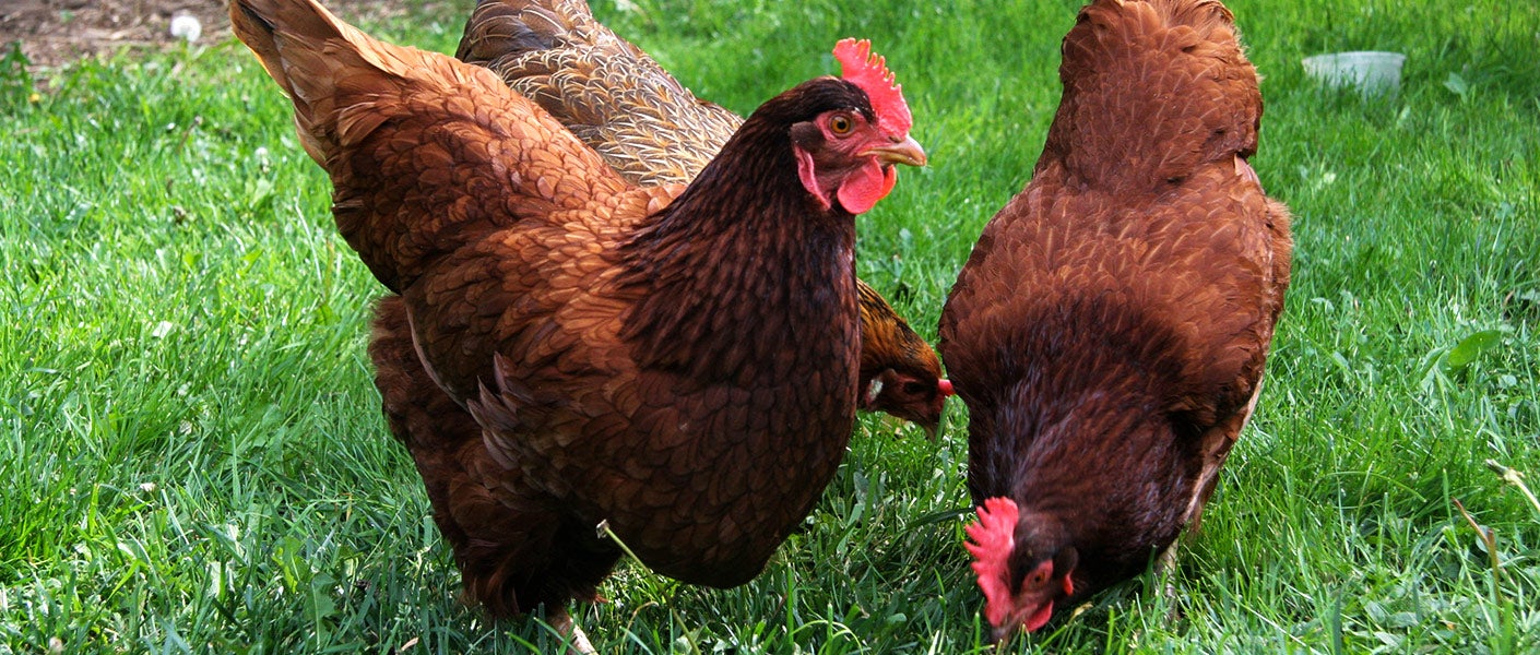 diy-chicken-waterer-saves-time-and-keeps-water-clean-beginning-farmers