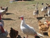 Barnyard Fowl by Backyard Chickens