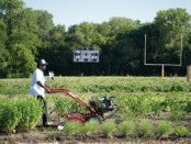 Farm Foreman Job in Texas