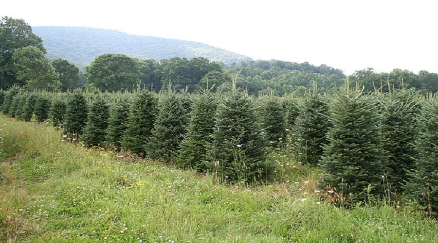 Pad Your Pockets by Farming Christmas Trees Beginning Farmers