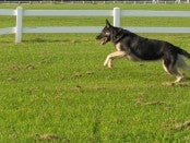 Farm Dog by Gina Sanders