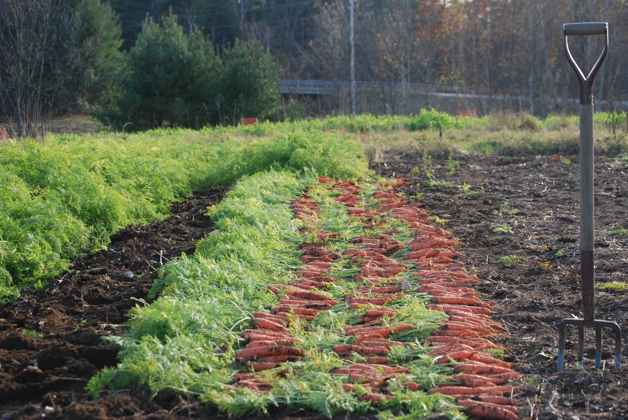 organic-farming-and-vegetable-farming-webinars-beginning-farmers