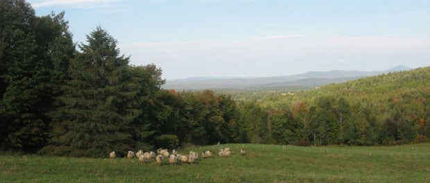 Vermont Sheep Farm