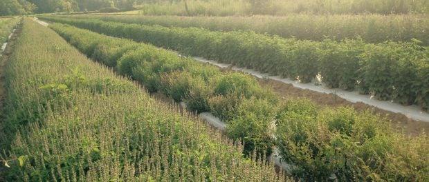 medicinal herb farm