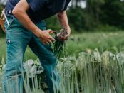 organic farming internships in Michigan