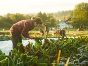 organic farm school