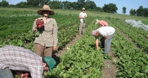 Farm Crew Member