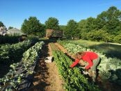 Red Shirt Farm