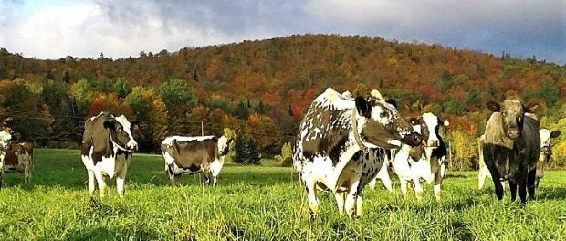 dairy internship in vermont