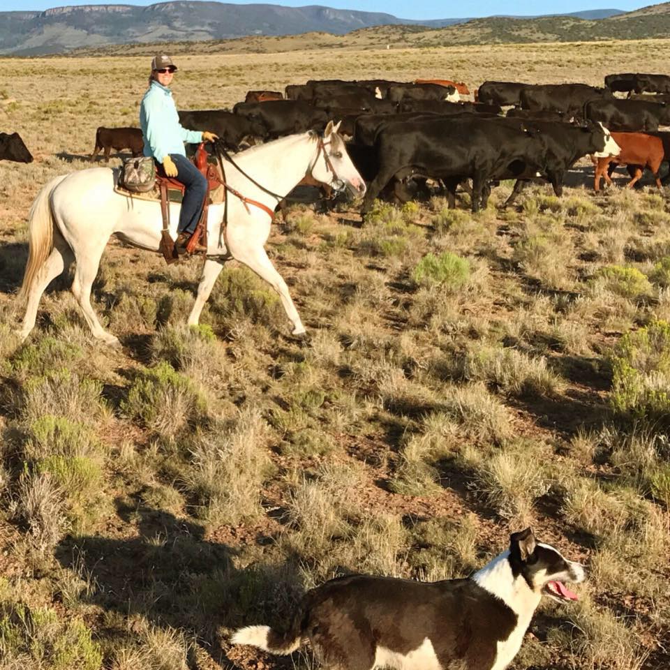 ranch-hand-job-available-in-colorado-beginning-farmers