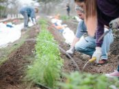 Genesis Gardens Volunteer Farm