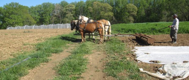 Flying Plow Farm