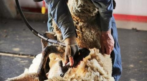 sheep shearing school