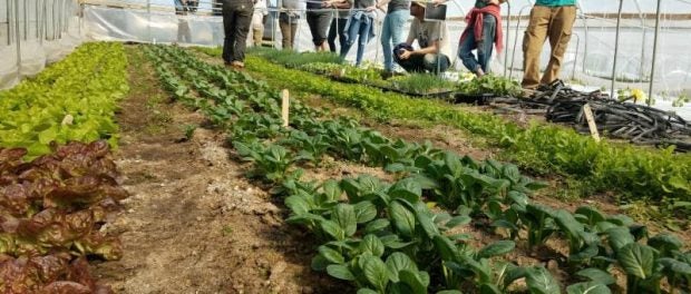 msu student organic farm