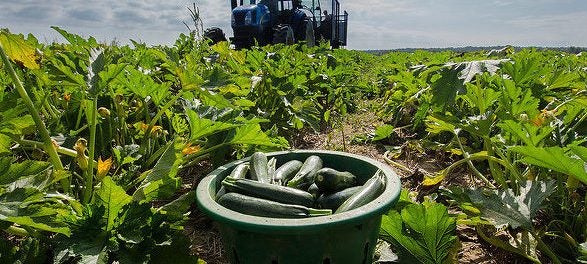 Viability of Small and Medium Sized Farms