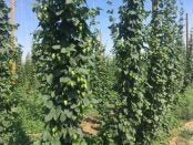 hops farm job