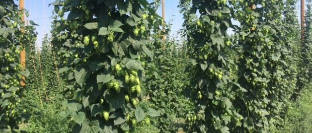 hops farm job