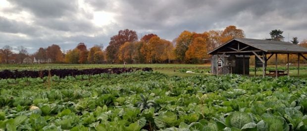 community farm