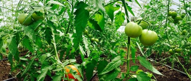 trellising tomatoes