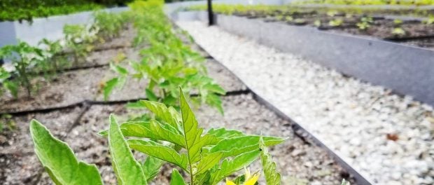 Urban Agriculture Listening Sessions