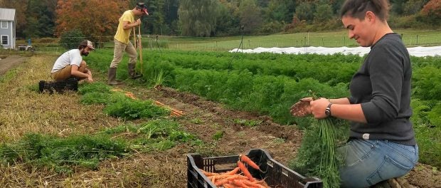 vegetable production