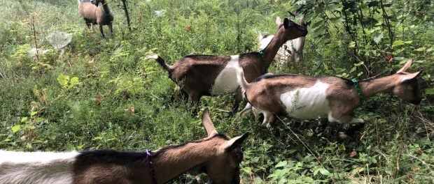 goat farming