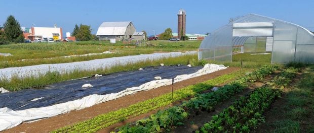 Allegheny Mountain Institute Augusta Health Farm